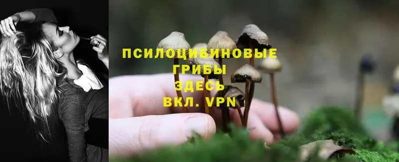 Галлюциногенные грибы Cubensis  продажа наркотиков  Дятьково 